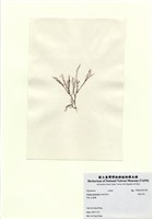 藏品(長枝沙菜)的圖片